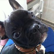 Fransk bulldog AZZARO TOCA-ROCKY