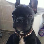 Fransk bulldog AZZARO TOCA-ROCKY