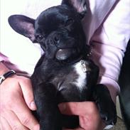 Fransk bulldog AZZARO TOCA-ROCKY