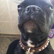 Fransk bulldog AZZARO TOCA-ROCKY