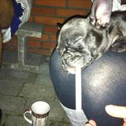 Fransk bulldog AZZARO TOCA-ROCKY