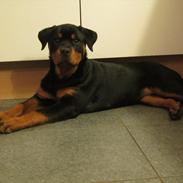 Rottweiler Soya (Amira)