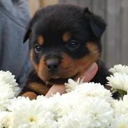 Rottweiler Soya (Amira)