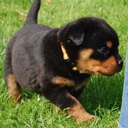Rottweiler Soya (Amira)
