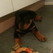 Rottweiler Soya (Amira)