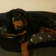 Rottweiler Soya (Amira)