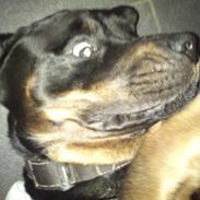 Rottweiler Zonar