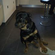 Rottweiler Zonar