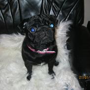 Mops Lui Aimeé Pug`s Famous Blossom