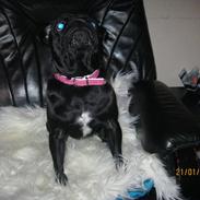 Mops Lui Aimeé Pug`s Famous Blossom