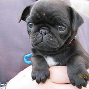 Mops Lui Aimeé Pug`s Famous Blossom