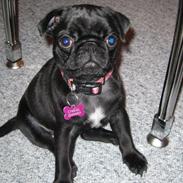 Mops Lui Aimeé Pug`s Famous Blossom