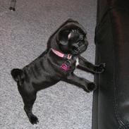 Mops Lui Aimeé Pug`s Famous Blossom