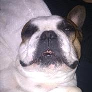 Fransk bulldog Benjamin