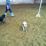 Fransk bulldog Benjamin