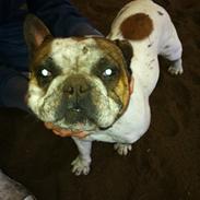 Fransk bulldog Benjamin