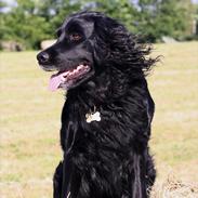 Blanding af racer Titti