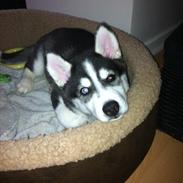 Siberian husky Sov sødt lille Noah <3 R.I.P