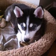 Siberian husky Sov sødt lille Noah <3 R.I.P