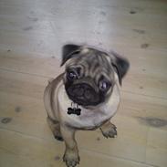 Mops Boris 