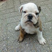 Engelsk bulldog *Bodil*