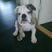 Engelsk bulldog *Bodil*