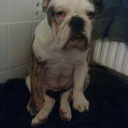 Engelsk bulldog *Bodil*