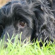 Cocker spaniel Tricka | Elmelund's Baby Love