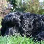 Cocker spaniel Tricka | Elmelund's Baby Love