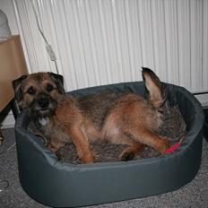 Border terrier Prins Felix