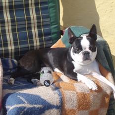 Boston terrier R.I.P Tonfoss Quatro. I daglig tale Pløf.