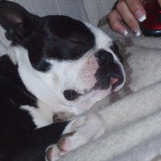 Boston terrier R.I.P Tonfoss Quatro. I daglig tale Pløf.