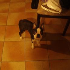Boston terrier R.I.P Tonfoss Quatro. I daglig tale Pløf.