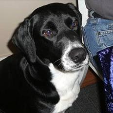 Blanding af racer Basse