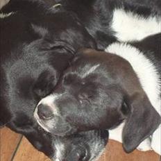 Blanding af racer Basse