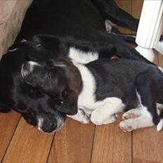 Blanding af racer Basse