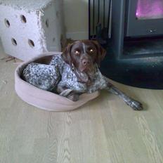 Blanding af racer Svendsen