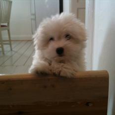 Coton de tulear Mille