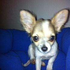 Chihuahua Tivi