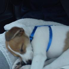 Blanding af racer Milo Max