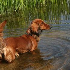 Gravhund Basottos Cille