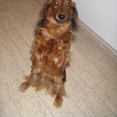 Gravhund Basottos Cille