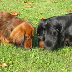 Gravhund Basottos Cille