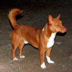 Podengo portugues pequeno Balsa