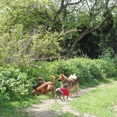 Podengo portugues pequeno Balsa