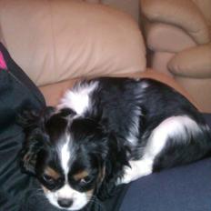 Cavalier king charles spaniel Fiona <3 <3  :*