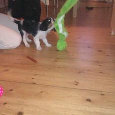 Cavalier king charles spaniel Fiona <3 <3  :*