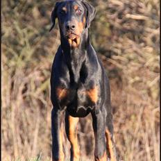 Dobermann Proud Danish Deja Vu R.I.P.