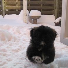Shih tzu Valde