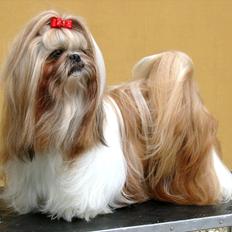 Shih tzu DKCH DCH VDHCH KLBCH INTCH Big Choice First Mei-Li